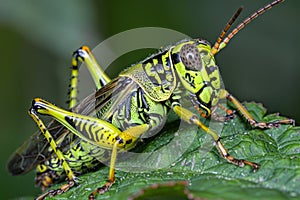 A green and black grasshopper is sitting on a leaf