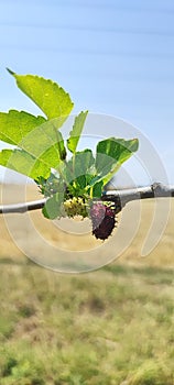 Green and black mulberry with green leaves on branch