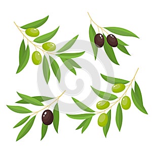 Green and black olive branches isolated on white background