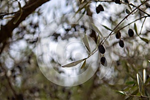 green and black olives hanging from the branch of an olive tree with out-of-focus background