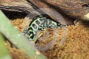 Green and black poison dart frog