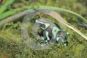 Green and black poison dart frog