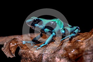 Green and black poison dart frog