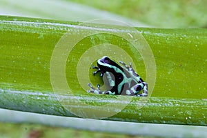 Green-and-black Poison Dart Frog  840259