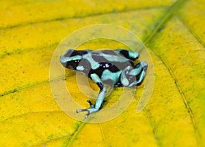Green and black poison dart frog , costa rica