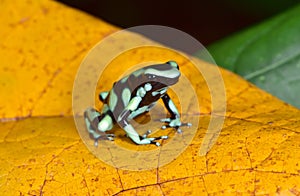 Green and black poison dart frog , costa rica