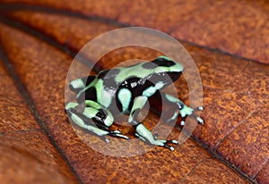 Green and black poison dart frog , costa rica