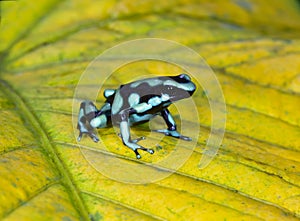 Green and black poison dart frog , costa rica