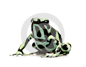 Green and Black Poison Dart Frog - Dendrobates aur photo