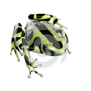 Green and Black Poison Dart Frog - Dendrobates aur