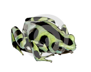 Green and Black Poison Dart Frog - Dendrobates aur