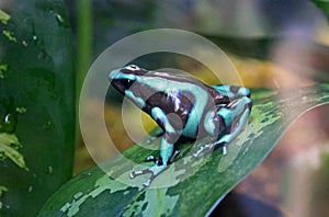 Green and black poison dart frog, Dendrobates auratus