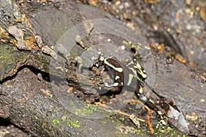 Green-and-Black Poison Dart Frog & x28;Dendrobates auratus