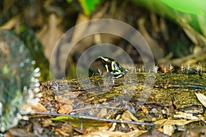 Green-and-Black Poison Dart Frog (Dendrobates auratus