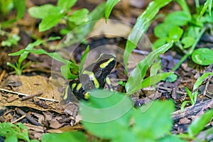 Green-and-Black Poison Dart Frog (Dendrobates auratus