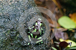 Green-and-Black Poison Dart Frog (Dendrobates auratus