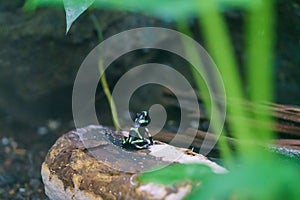 Green-and-Black Poison Dart Frog (Dendrobates auratus