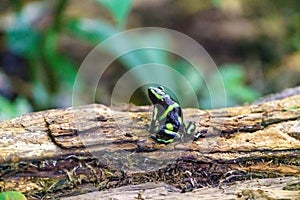 Green-and-Black Poison Dart Frog (Dendrobates auratus