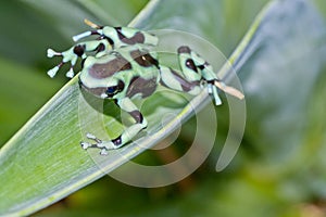 Green and black poison dart Frog, Dendrobates auratus