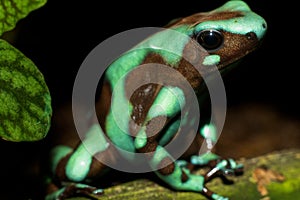 Green and Black Poison Dart Frog Dendrobates auratus 2