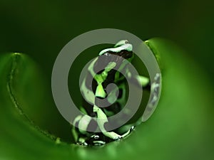 Green and black poison dart frog (dendrobates auratus