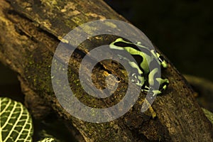 Green-and-black poison dart frog (Dendrobates auratus).