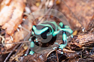 Green-and-black poison dart frog Dendrobates auratus, Arenal, Costa Rica