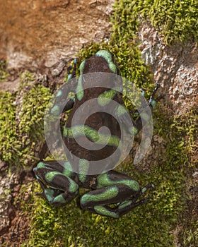 Green-and-black poison dart frog Dendrobates auratus, Costa Rica