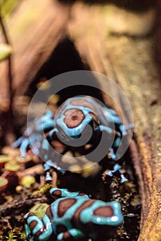 Green and black poison dart frog Dendrobates auratus