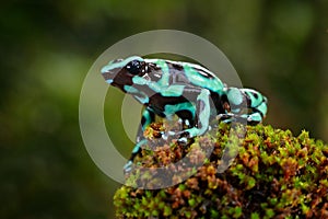 Green Black Poison Dart Frog, Dendrobates auratus, in nature habitat. Beautiful motley frog from tropic forest in South America. A