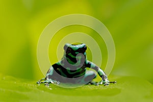 Green Black Poison Dart Frog, Dendrobates auratus, in nature habitat. Beautiful motley frog from tropic forest in South America.