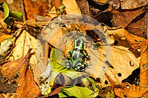 Green and black poison dart frog among the dry leaves of the jungle floor in Tortuguero