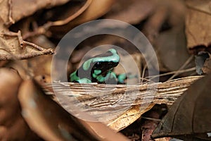 Green and black poison dart frog iaying on the ground in Sarapiqui, Costa Rica