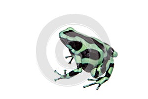 Green-and-Black Poison Dart Frog isolated on white