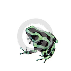 Green-and-Black Poison Dart Frog isolated on white