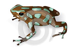 Green and Black Poison-Dart Frog - vector