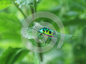 Green black and purple bug on green leaf