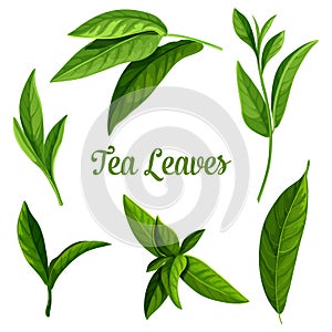 Green or black tea leaves, botanical plant design