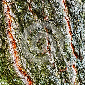 Green-black tree with ginger cracks