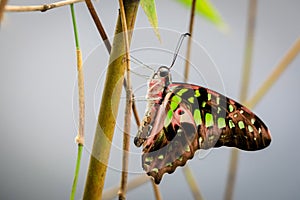 Green and black tropical butterfly, Graphium agamemnon