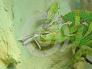 A green, black, yellow and gray pet chameleon eating a grasshopper