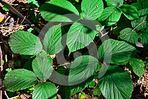 Green blackberry leaves in the bright sunlight. Beautiful natural background