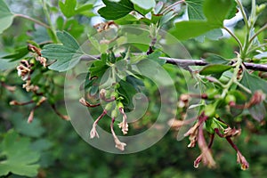 Green blackcurrant berries (Ribes nigrum)