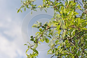 Green Blackthorn Fruit photo