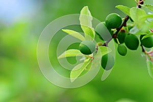 Green Blackthorn fruits