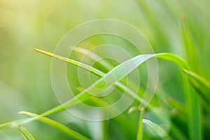 Green blade of grass close-up on blurred background soft focus