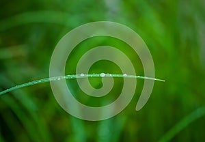 On a green blade of grass gathered in the dew drops of water on a background of grass
