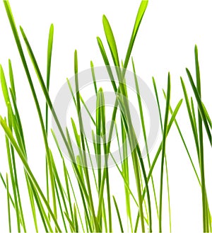 Green blade of grass - isolated