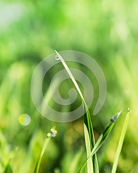 Green blade of grass with a shiny drop of dew, the concept of freshness and ecology