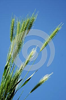 Green blades of grass